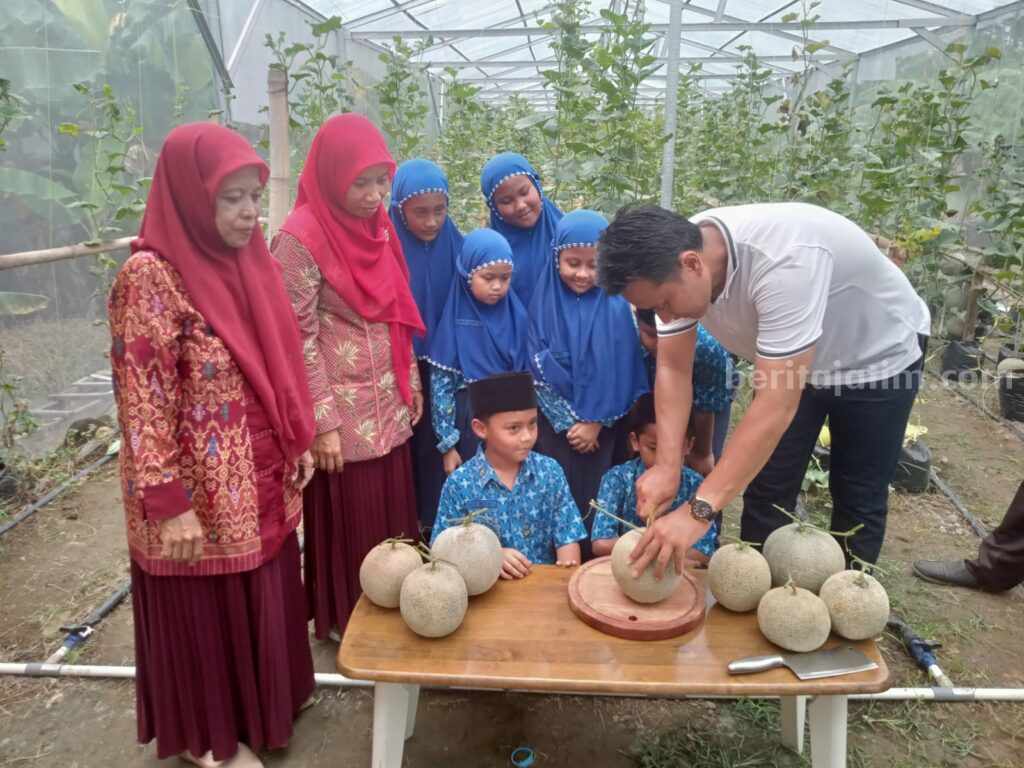 Budidaya Melon Sistem Green House Menggiurkan Budidaya Melon