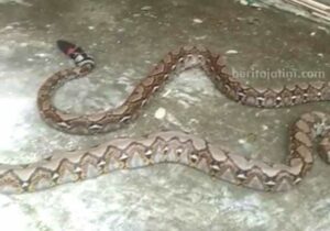 Ular Sanca Banyak Bermunculan di Sampang Incar Ayam Kampung ular sanca