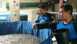 ikan lele
