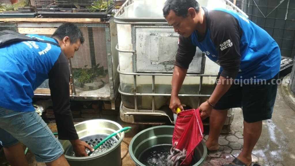 Mengintip Budidaya Lele di Mojokerto Menggunakan Sistem Bioflok Budidaya Lele Mojokerto