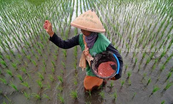 Ilustrasi petani