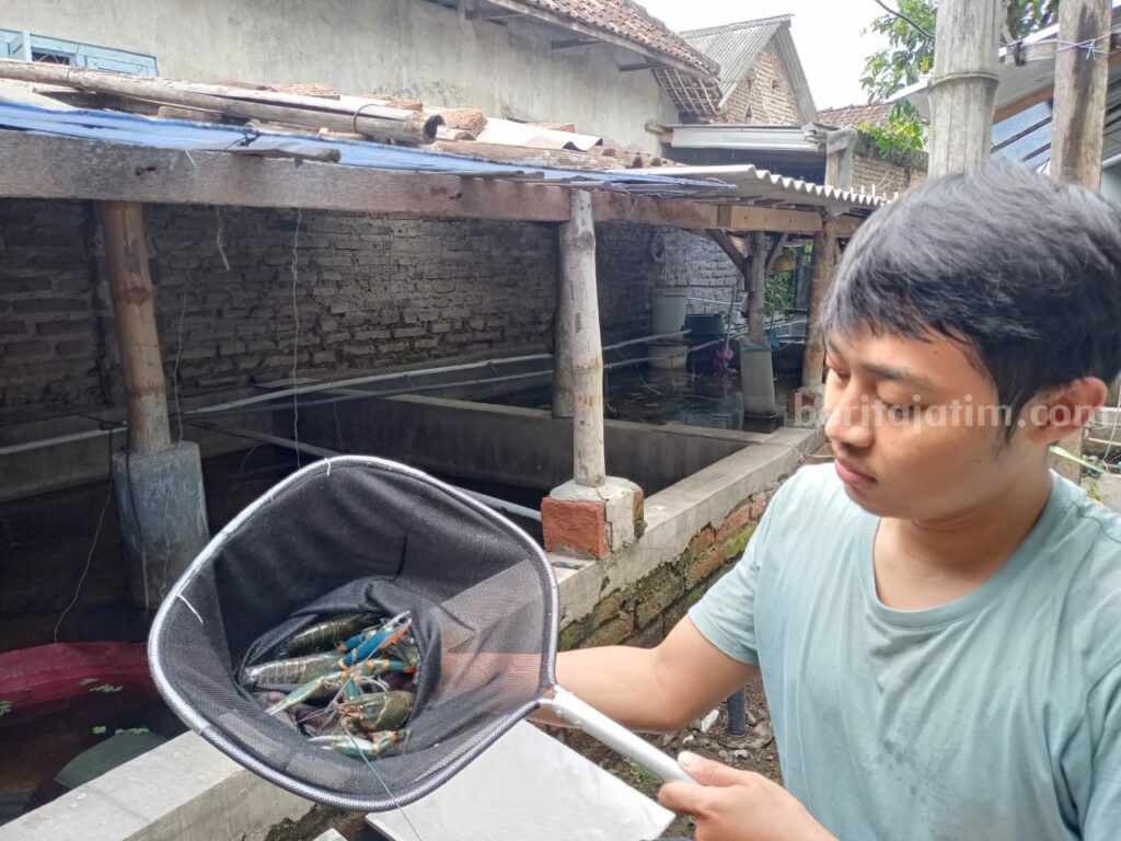 Dian Angga Prasetyo menunjukkan lobser hasil budidayanya. [Foto : Misti/beritajatim.com]
