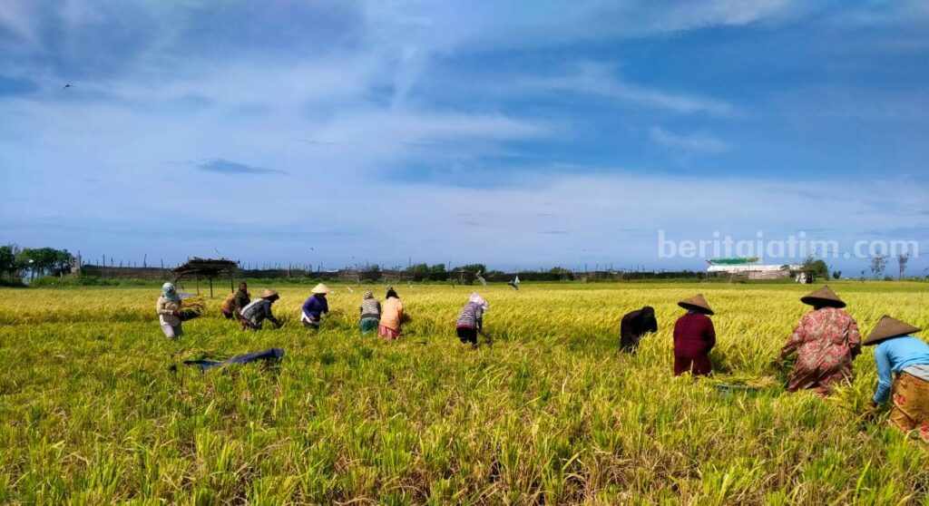 Hasil Panen Padi di Sampang Kurang Maksimal Panan padi petani di Sokobanah Sampang (Foto: Zamachsari/beritajatim.com)
