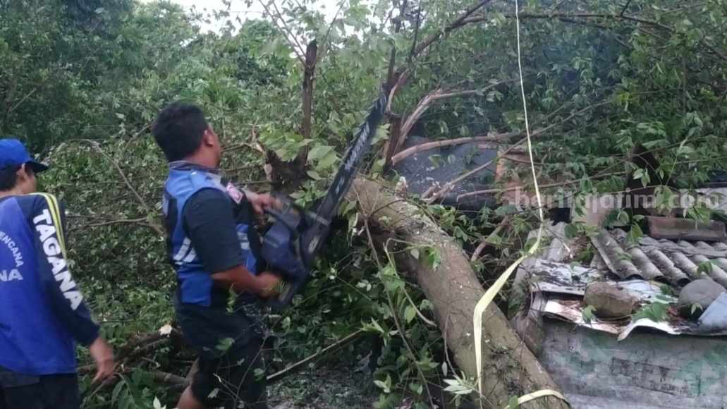 Petugas membersihkan pohon tumbang