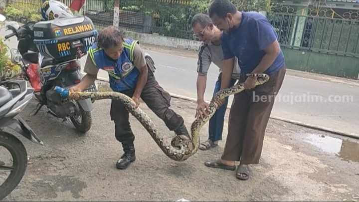 RBC mengevakuasi ular sanca kembang dari kandang ayam milik warga di Jalan Brawijaya Kecamatan Prajurit Kulon, Kota Mojokerto. [Foto : ist]