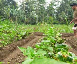 Produksi cabai di wilayah Malang Barat.