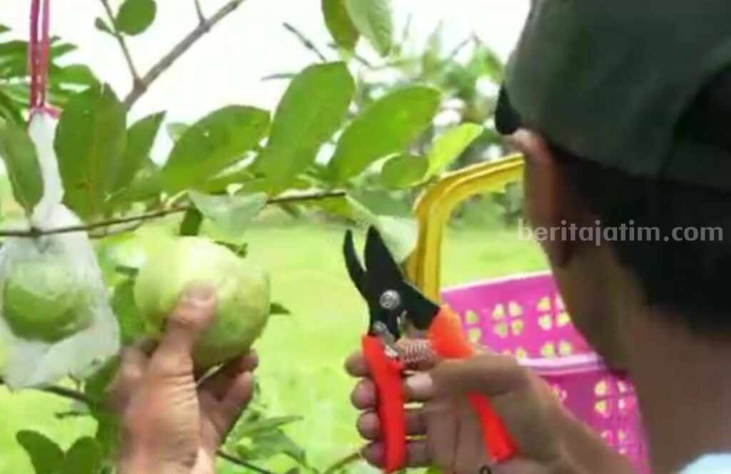 Jambu Kristal