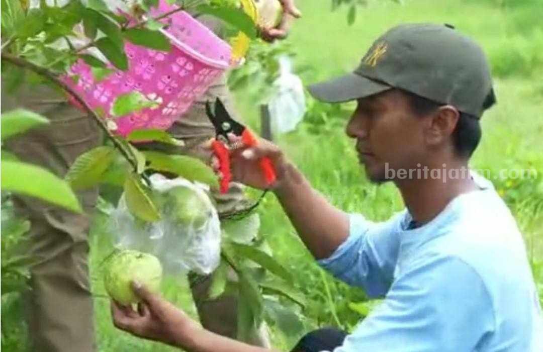 Jambu Kristal