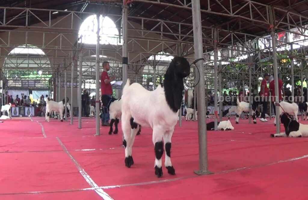 Kontes Kambing Etawa Digelar di Kabupaten Blitar, Peserta Hingga Malaysia Kambing Etawa