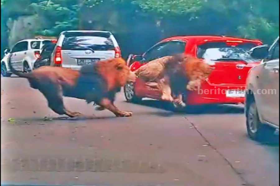 Singa Viral