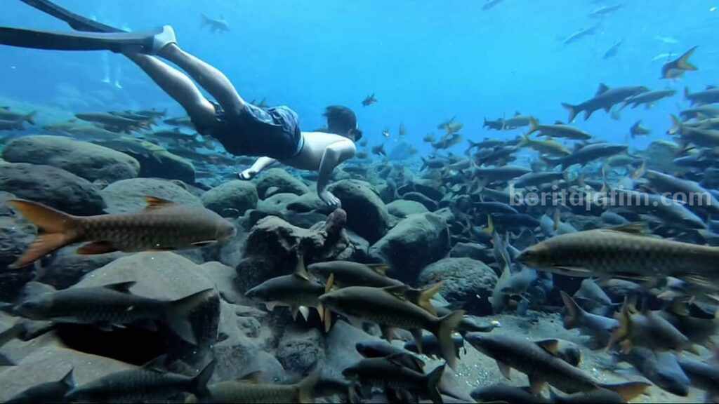 Potret wisatawan di pemandian Banyubiru Pasuruan bersama Ikan Sengkaring (sumber: ins pemandianalambanyubiru)