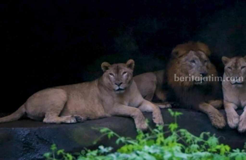 Singa Taman Safari Prigen