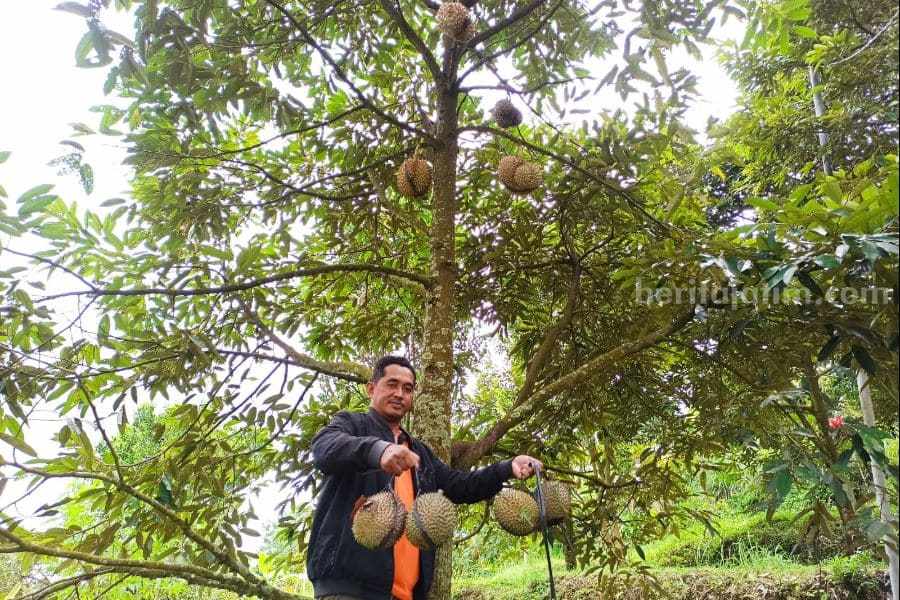 Durian Kanjeng
