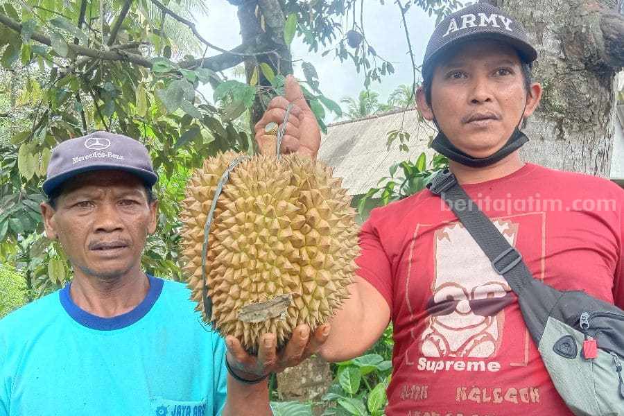 Durian Sumberasri Blitar