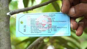 durian wonosalam