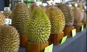 durian wonosalam