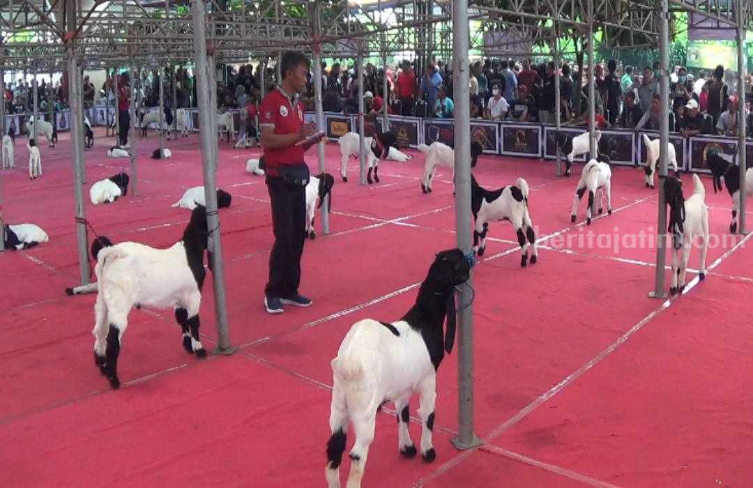 Kambing Etawa
