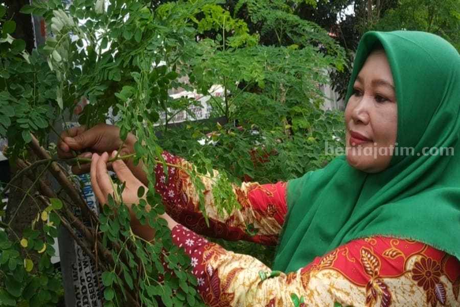 Petik Kelor