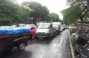 pohon tumbang