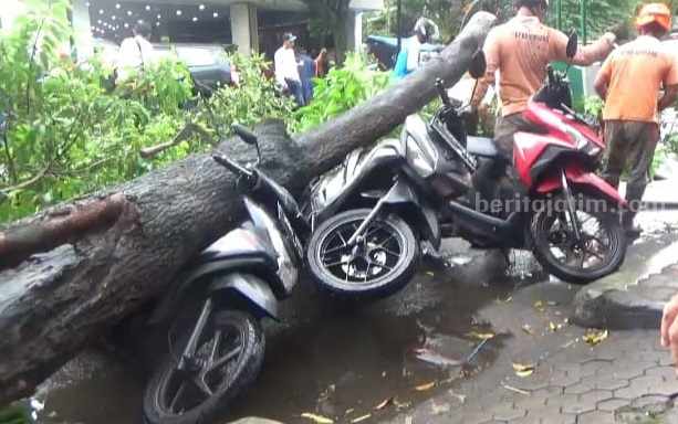 pohon tumbang
