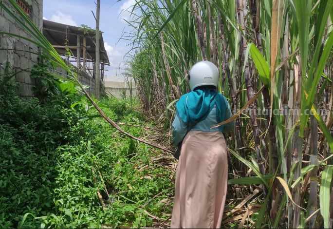 Lahan warga di Bululawang, Kabupaten Malang berbatasan langsung dengan Pabrik Ragi, Kamis (30/3/2023).