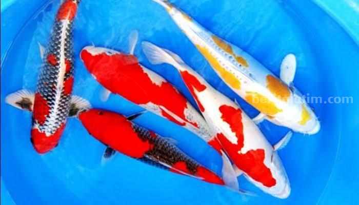 Ikan koi Blitar yang terserang jamur dan penyakit moncong putih.