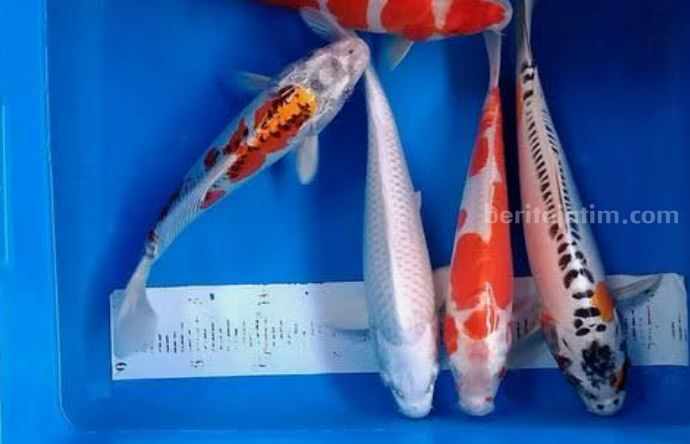 Ribuan Ikan Koi Blitar Mati Terserang Jamur Ikan koi Blitar yang terserang jamur dan penyakit moncong putih.