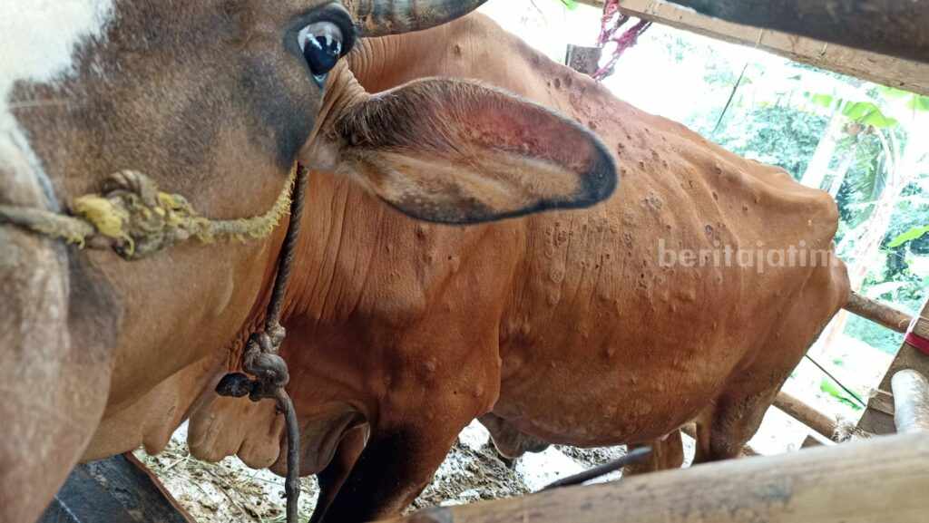 Kasus LSD Sapi Menurun, Pasuruan Tetap Genjot Vaksinasi Ilustrasi sapi yang terjangkit Lumpy Skin Disease (LSD). (Sumber foto: Twitter: JKertawinata)