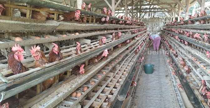 Penyebab Harga Telur Ayam di Kota Malang Melambung Tinggi Peternak ayam petelur di Kota Malang.