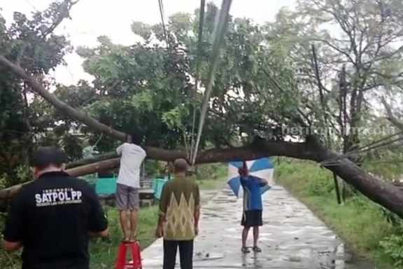 pohon tumbang