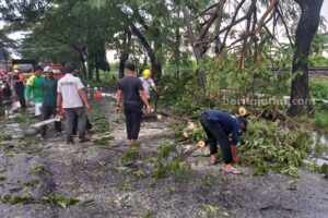 Petugas melakukan pembersihan pohon tumbang