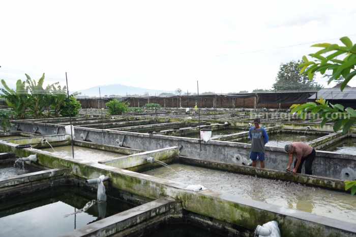 Produksi Ikan Lele Meningkat, Pemkab Kediri Bakal Gelar Kontes foto beritajatim.com