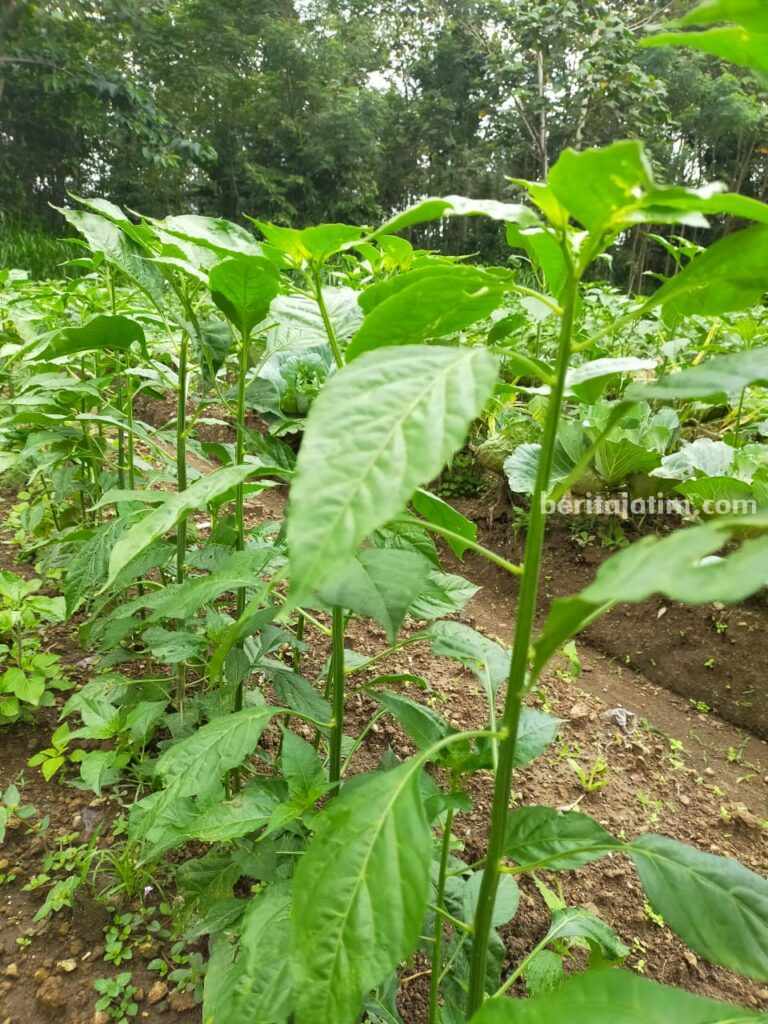 Tanaman Cabai di wilayah Ngantang, Kabupaten Malang.