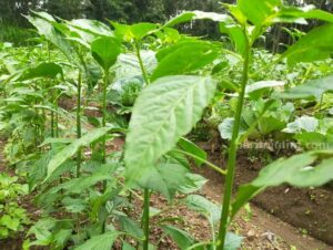 Petani Cabai Malang Barat Diperkirakan Hasil Panen Capai 6500 Ton Tanaman Cabai di wilayah Ngantang, Kabupaten Malang.