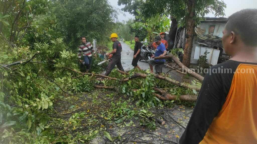 Dinas terkait beserta relawan dan warga mengevakuasi pohon tumbang di Kelurahan Prajurit Kulon, Kecamatan Prajurit Kulon, Kota Mojokerto. [Foto : Misti/beritajatim.com]