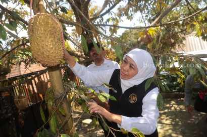 Khofifah panen durian ngawi