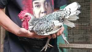 Ayam hias milik Imron