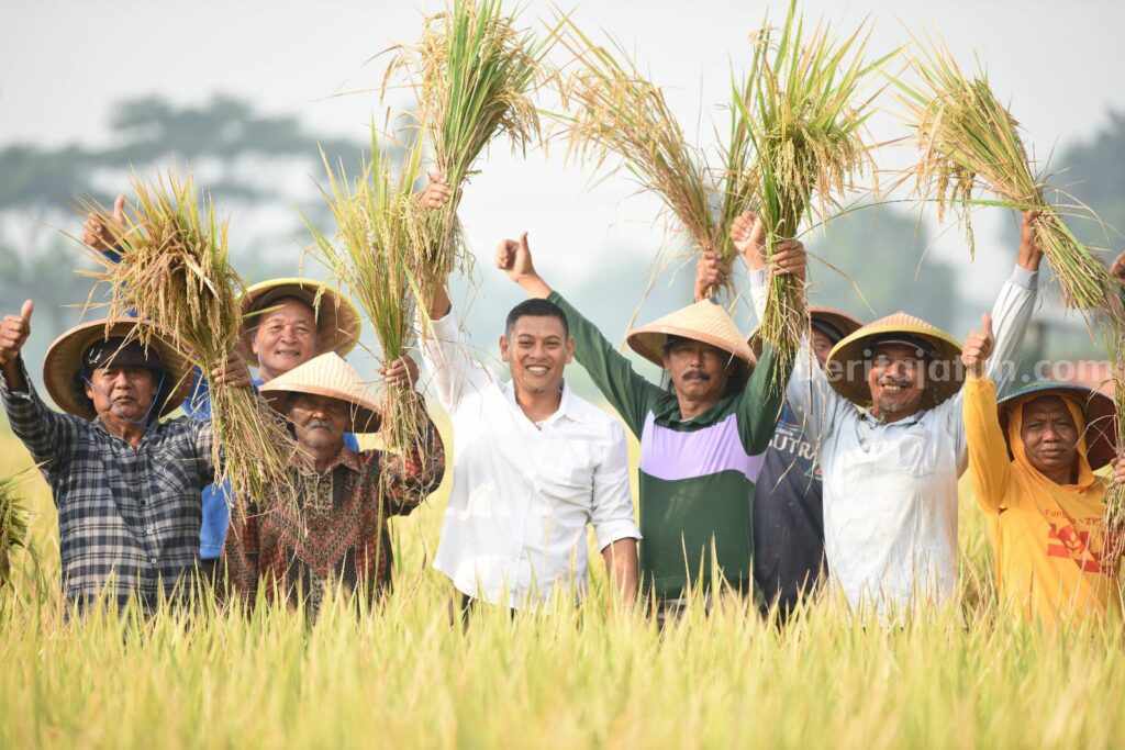 Wali Kota Kediri Panen Raya Padi, Hasilkan 7 Hingga 8 Ton per Hektar