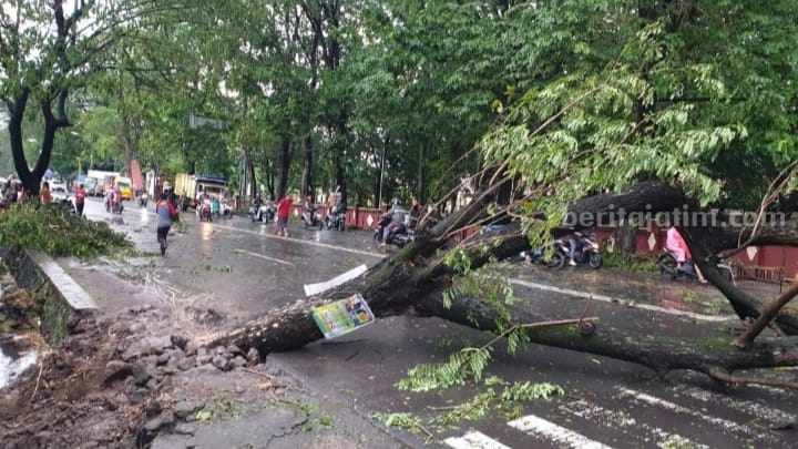 Pohon tumbang menutup akses Jalan Raya RA Basuni, Kecamatan Sooko, Kabupaten Mojokerto. [Foto : Misti/beritajatim.com]