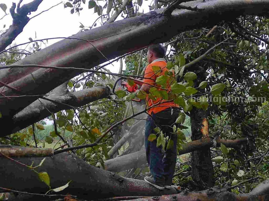 Pohon Tumbang di Mojokerto, Akses Menuju Candi Brahu Tertutup pohon tumbang
