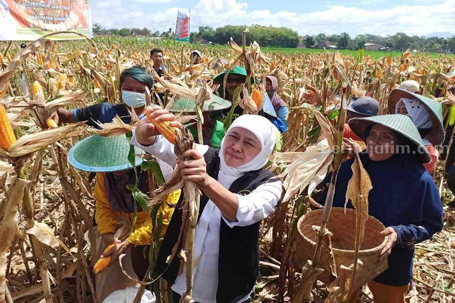 Begini Upaya Khofifah Perjuangkan Benih Jagung Reog 234 Gubernur Khofifah saat memanen jagung benih unggul Reog 234 di area persawahan di Kecamatan Babadan. (Foto/Endra Dwiono)