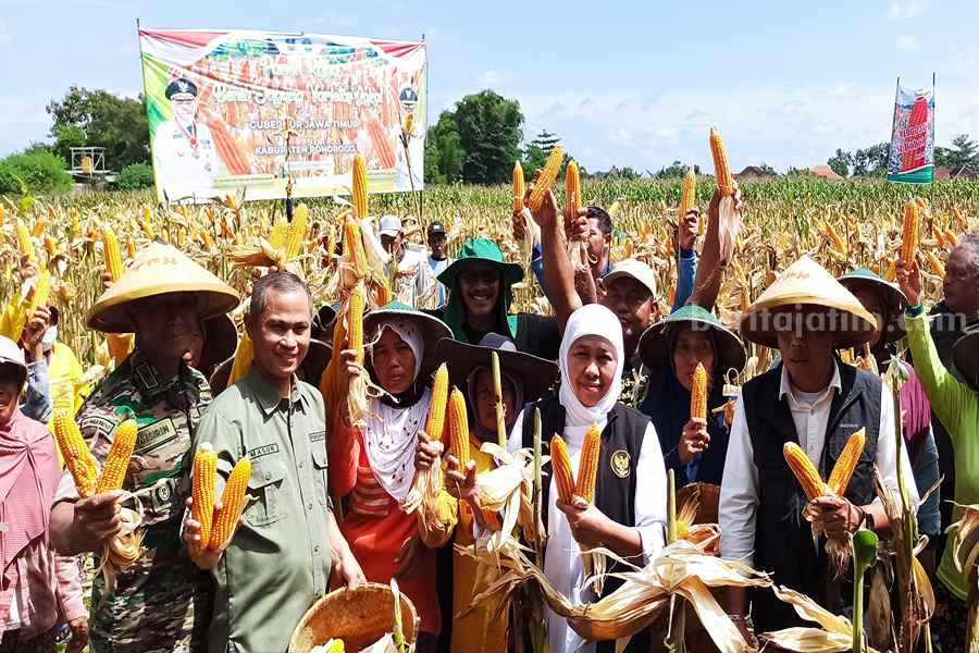 Gubernur Khofifah Panen Raya Jagung Varietas Unggul Asli Ponorogo Gubernur Khofifah Indar Parawansa dan Bupati Sugiri Sancoko saat memanen jagung di utara taman Wengker Ponorogo. (Foto/Endra Dwiono/beritajatim.com)