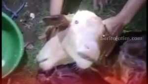 Sapi berkepala dua milik warga Desa Tumpakrejo, Kecamatan Gedangan, Kabupaten Malang, Rabu (8/3/2023).