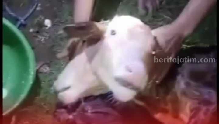 Sapi berkepala dua milik warga Desa Tumpakrejo, Kecamatan Gedangan, Kabupaten Malang, Rabu (8/3/2023).