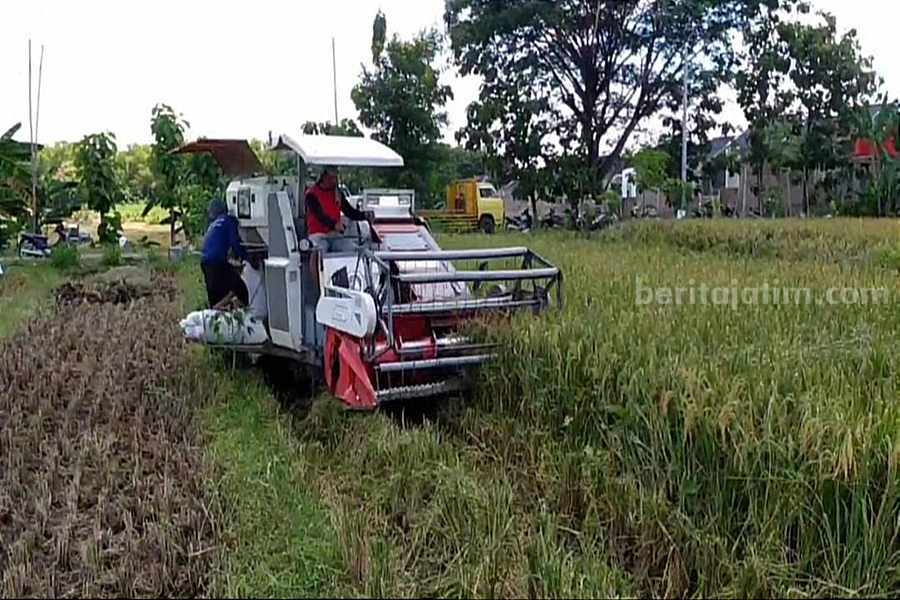 Maret-April Panen Raya, Ponorogo Hasilkan 175.242 Ton Gabah Sejumlah wilayah di Ponorogo sudah panen raya. (Foto/Istimewa)