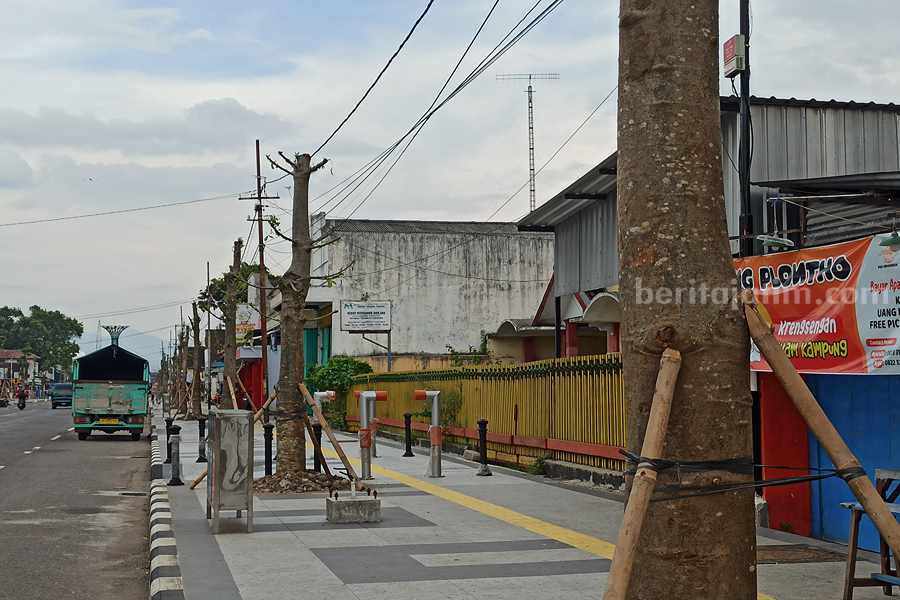 Pohon Baobab berjejer di sisi selatan trotoar Jalan Urip Sumoharjo Ponorogo. (Foto/Endra Dwioni/Beritajatim.com)