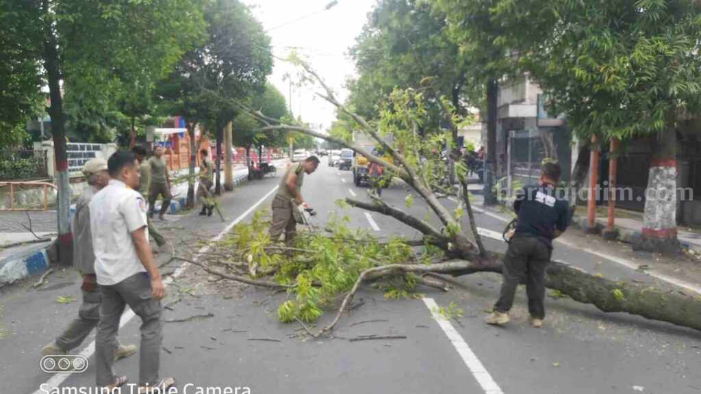 Petugas gabungan melakukan evakuasi pohon tumbang di Jalan Bhayangkara Kota Mojokerto. [Foto : ist]