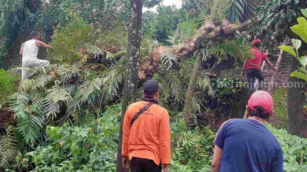 Petugas mengevakuasi pohon tumbang di Dusun Merjoyo RT 07 RW 03, Desa Jatipasar, Kecamatan Jetis, Kabupaten Mojokerto. [Foto : ist]