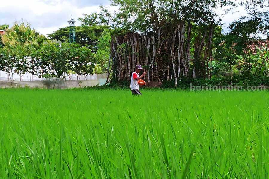 Seorang petani menaburkan pupuk di tanaman padinya. (Foto/Endra Dwiono)