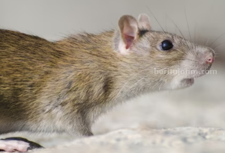 Ilustrasi tikus. (Foto: wirestock/freepik.com)